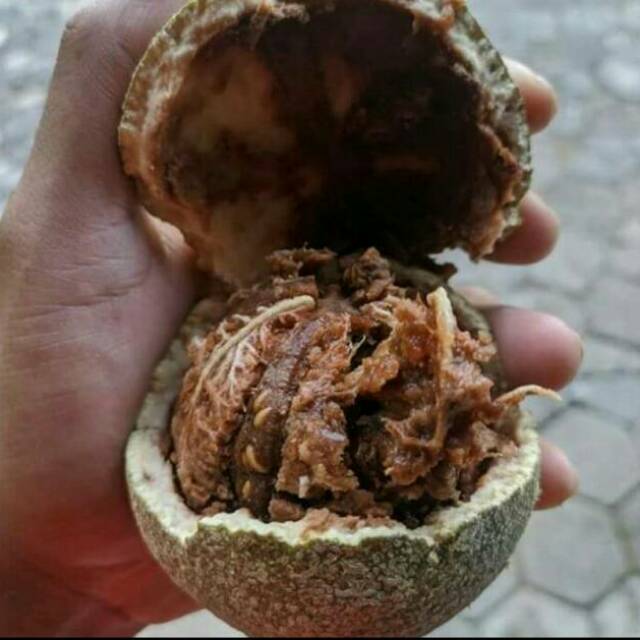 Bibit Buah Langka Kawista Rasa Enak Nikmat Dan Segar Untuk Minuman