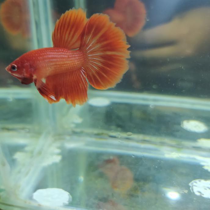 Terlaris Cupang Halfmoon Dewasa - White Platinum