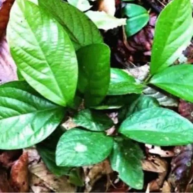 

TERMURAH DAUN SINGADEPA PER 1 LEMBAR