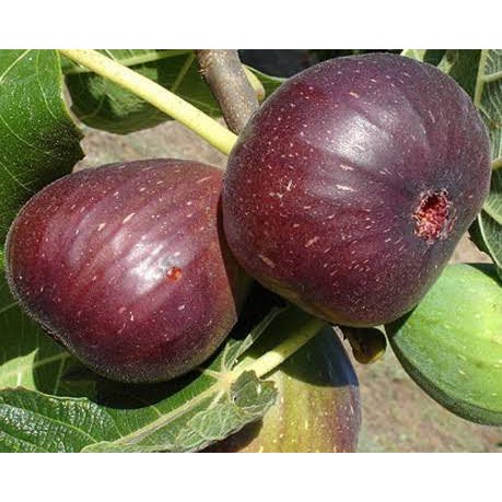 Buah Tin Purple Ungu Tanaman hias