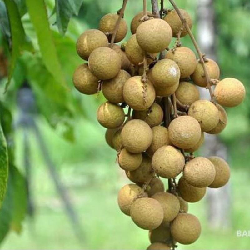 Bibit kelengkeng Giant Longan