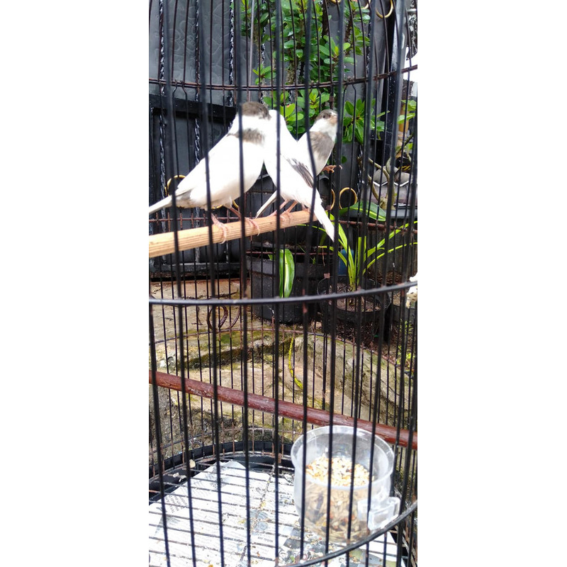 Burung Kenari Panda Sepasang