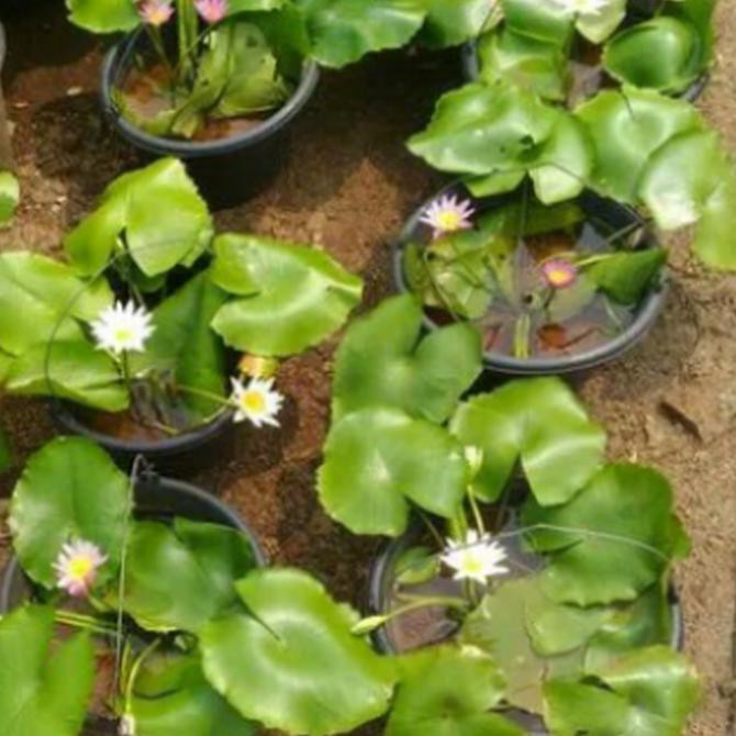 Tanaman Bunga Teratai Air Promo Shopee Indonesia