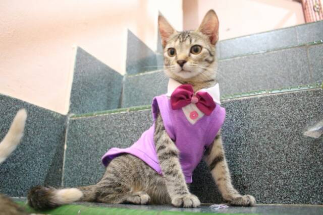 Kaos model tuxedo ungu untuk kucing &amp; anjing /Jual Baju Kucing Terlengkap &amp; Berkualitas size S-XL