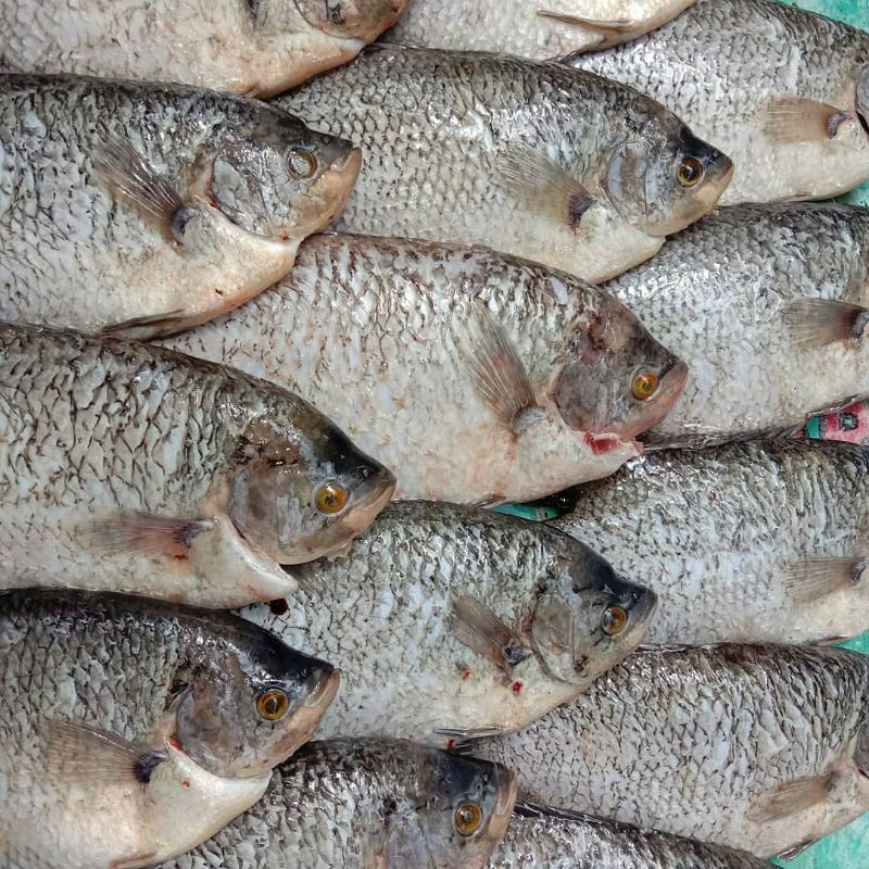 

Ikan Gurame Segar 1 Kg