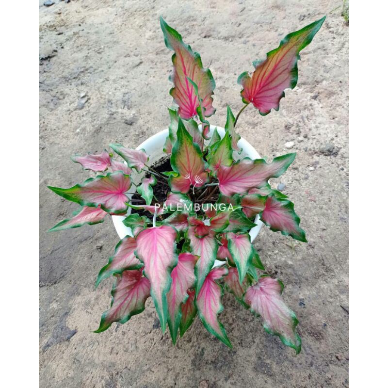 TANAMAN HIAS KELADI KERIS // KELADI KERIS PINK // KELADI WAYANG KERIS