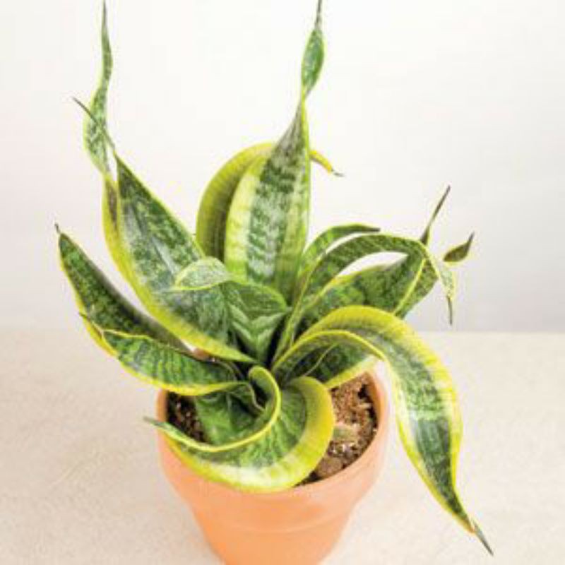 Jual Sansevieria Twister Sensivera Indonesia Shopee Indonesia