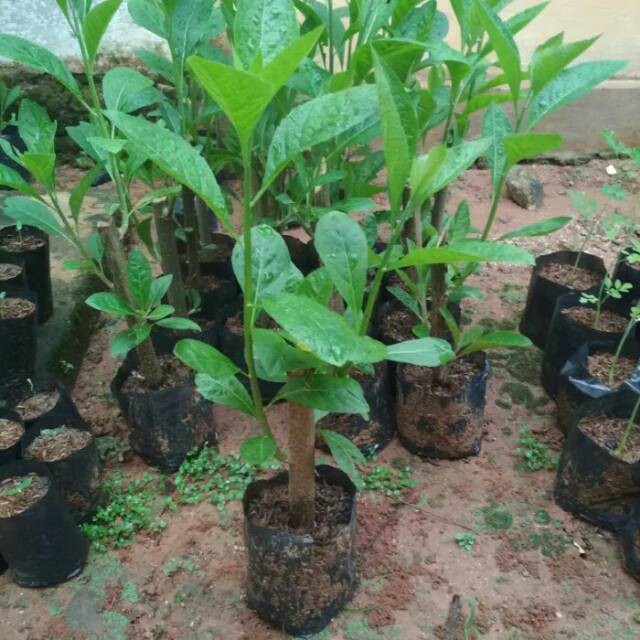 Bibit Daun Afrika Pohon AfrikaTanaman Afrika