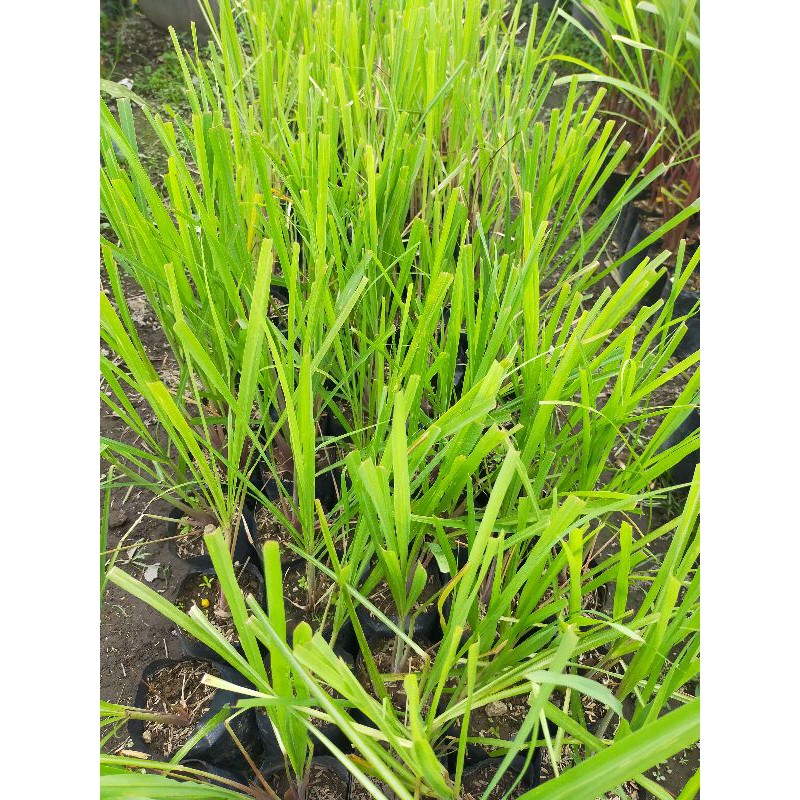 Bibit Tanaman Sereh Serai bumbu dapur