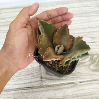 Tanaman hias sukulen Kalanchoe beharensis fang bear plant Tanaman hias sukulen Kalanchoe beharensis fang bear plant