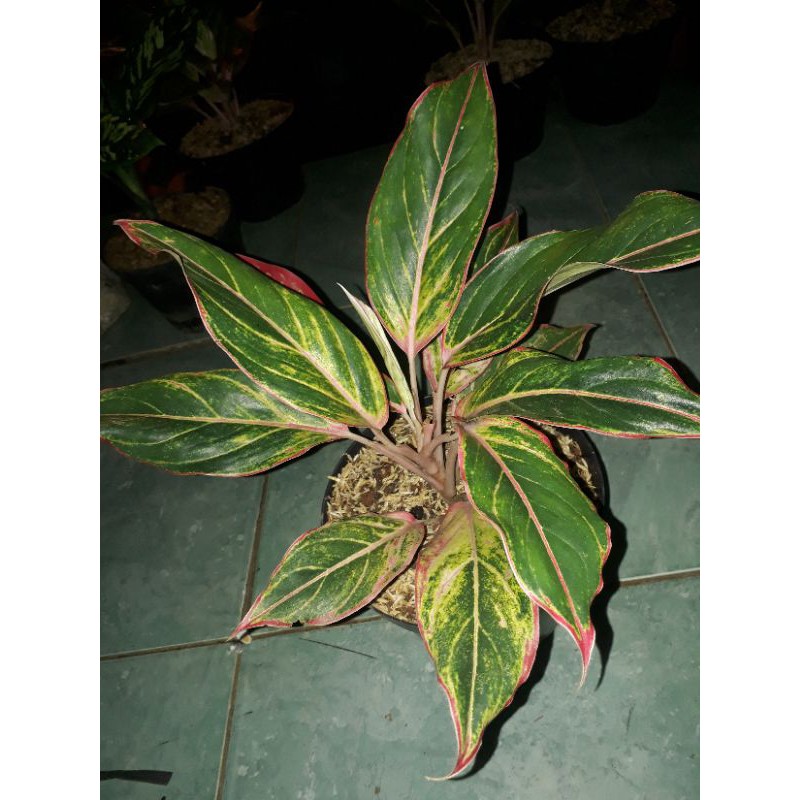 Tanaman hias aglonema lipstik / Tanaman aglonema / Aglonema lipstik siam