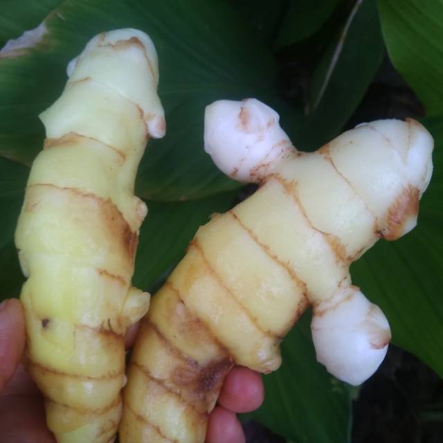 

kunyit putih segar/temu putih