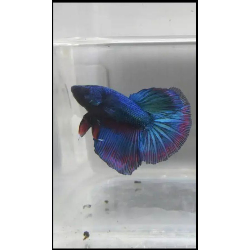 CUPANG jantan Halfmoon Rosetail size S+
