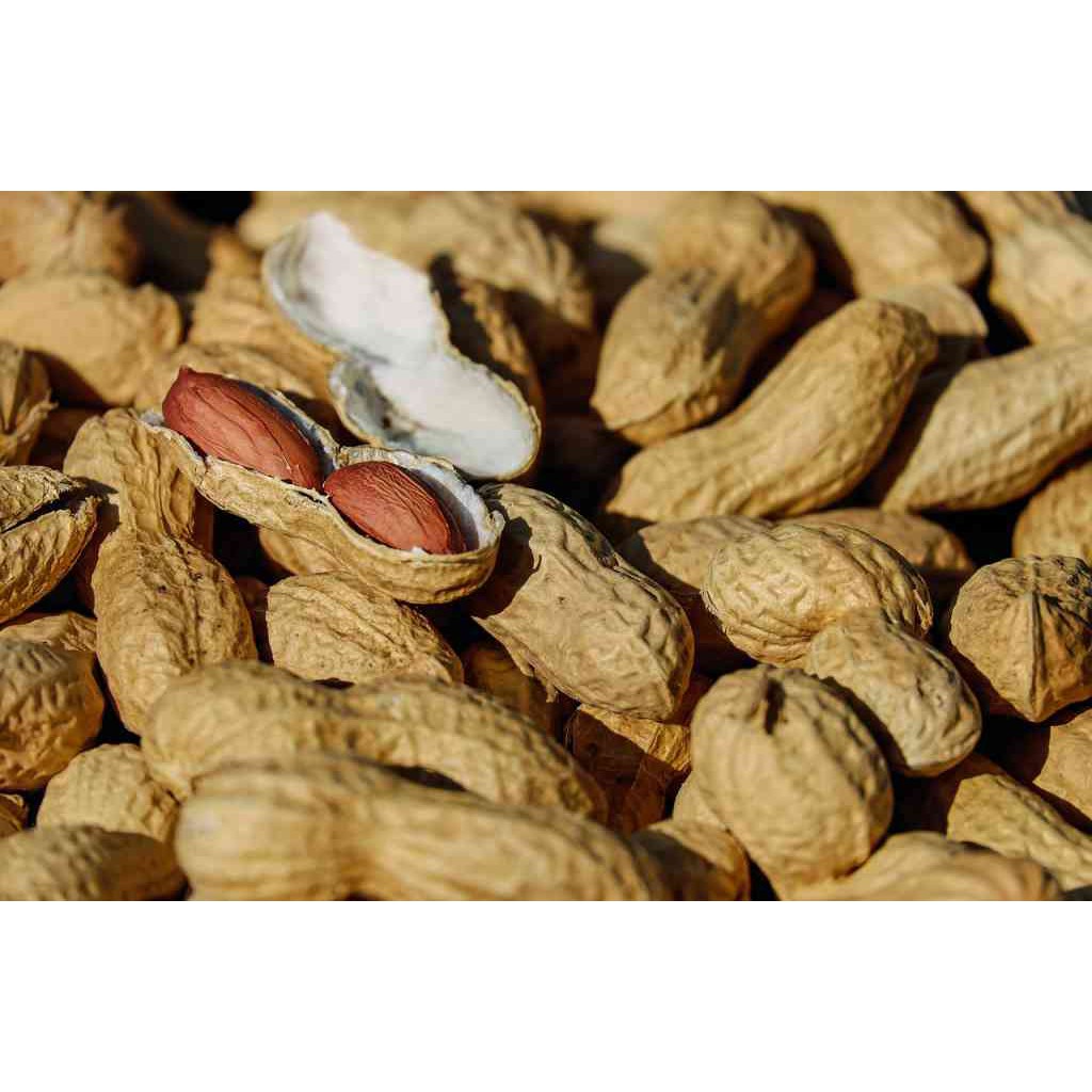 

500 gram kacang kulit original/sangrai