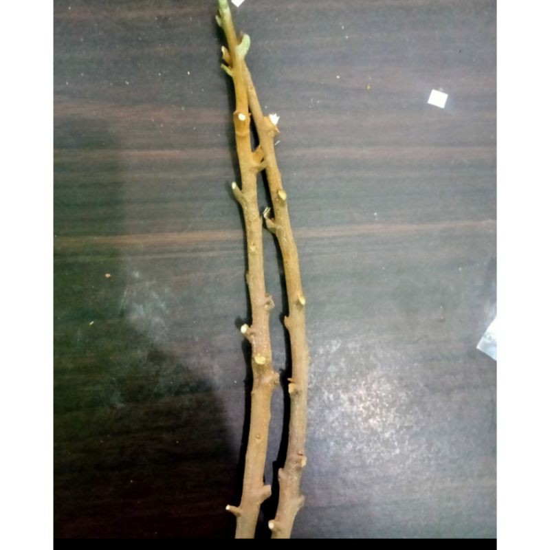 Entres / Cutting Lengkeng Kristal / Cristal