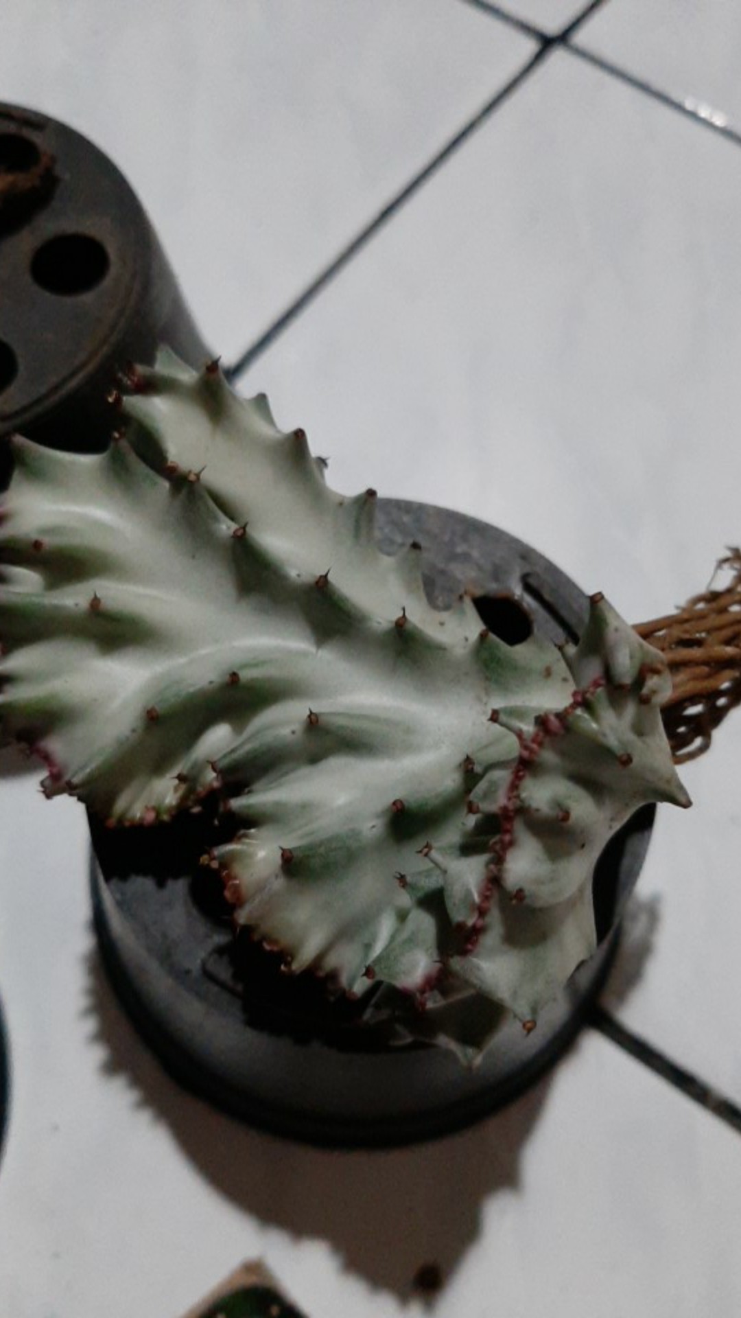 Paket Tanaman Hias Sukulen Sekulen Medium Random