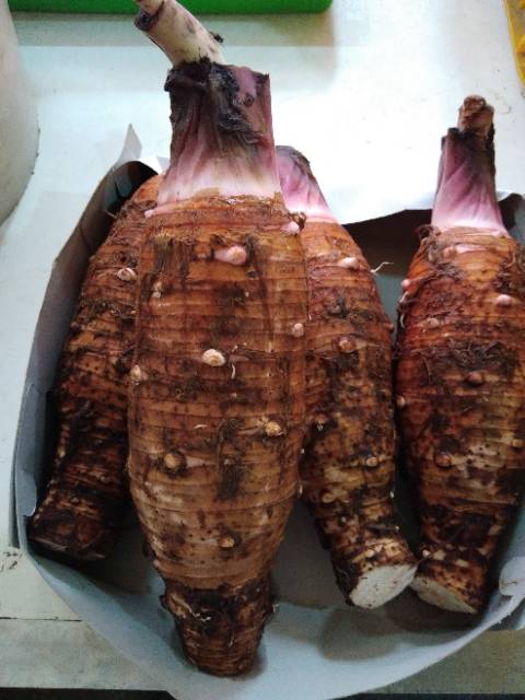 

RB Talas pontianak pulen 1kg