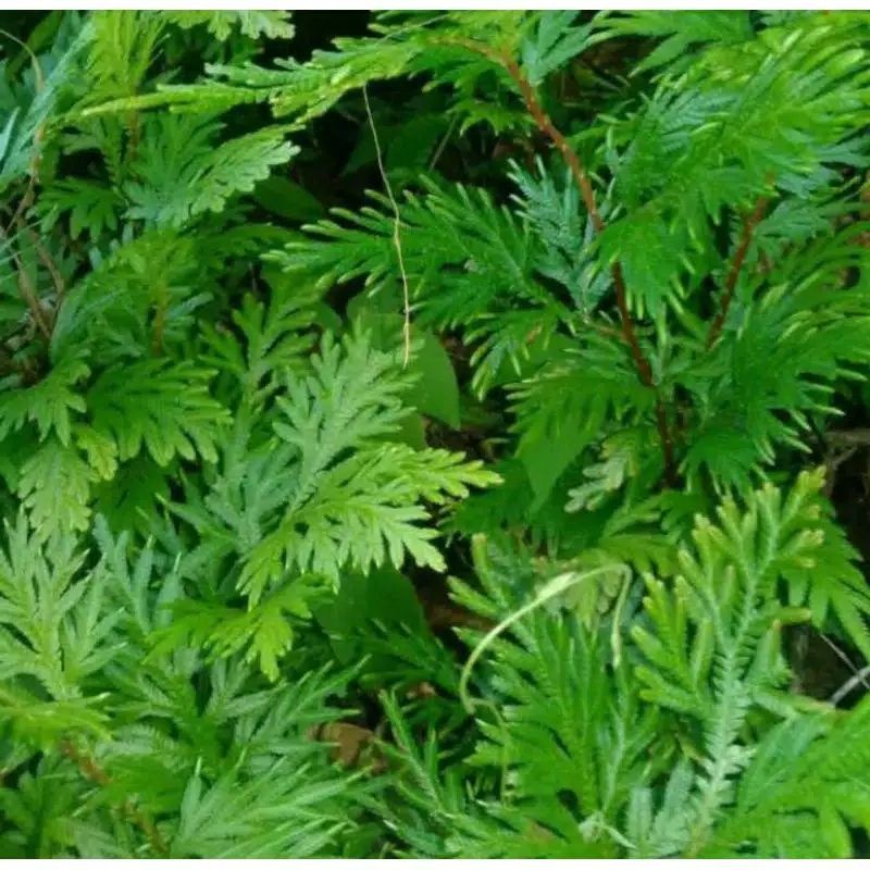 

Daun Cakar Ayam Segar 300 Grm Daun ceker ayam baru petik