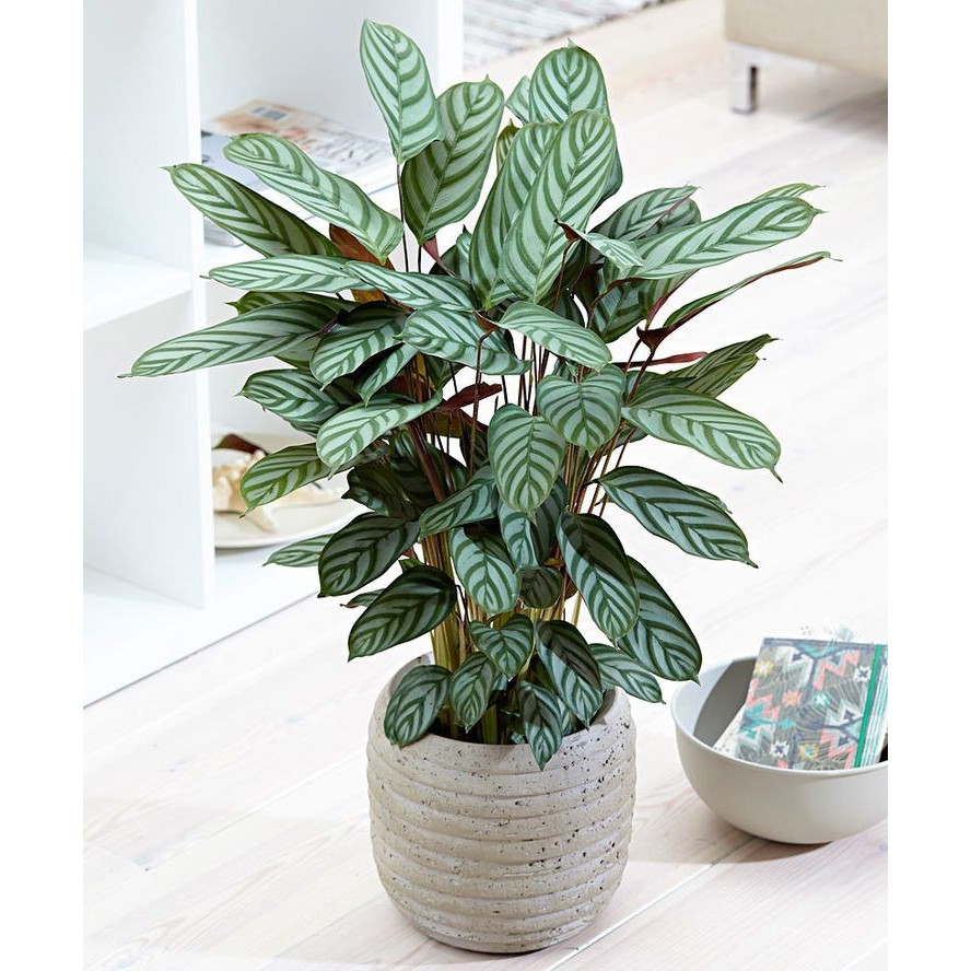 Tanaman Hias Calathea - Calathea Compact Star - Meranti - Kalatea