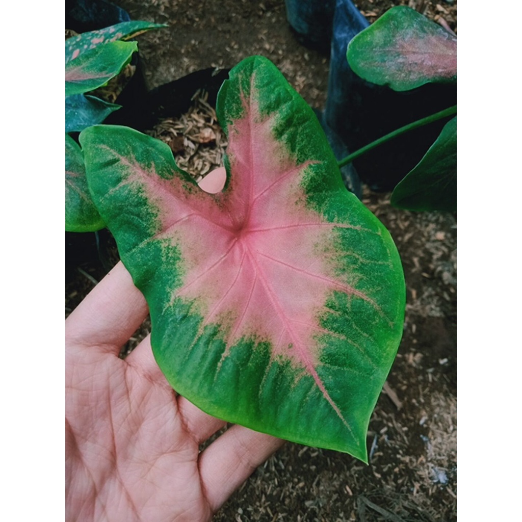 tanaman hias bunga keladi jantung hati cantik kosiamart