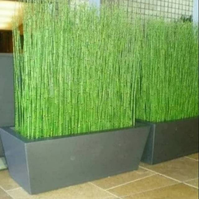 Tanaman Hias bambu air / pohon bambu air / tanaman bambu air