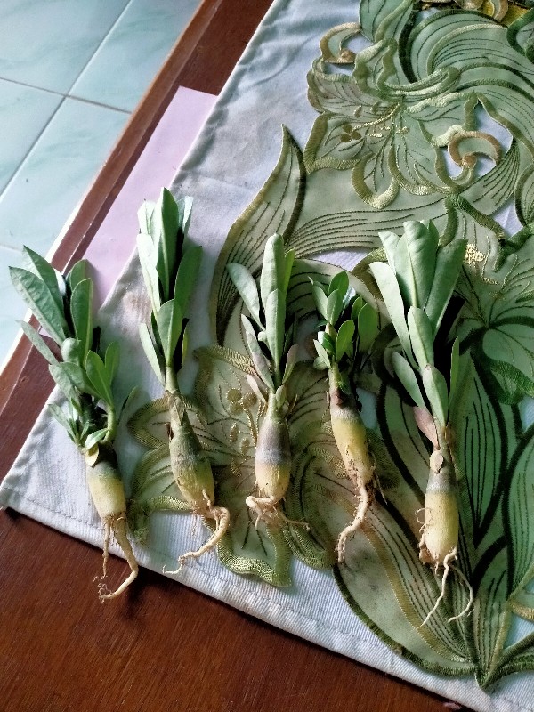 Adenium / Kamboja Jepang  Nomor 1-9 - Tanaman Hidup - Bibit Adenium Kamboja Jepang