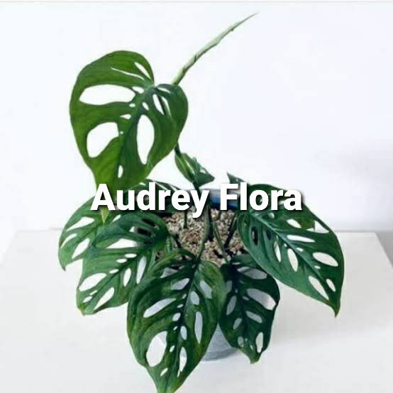 Tanaman Hias Janda Bolong Acuminata - Monstera Acuminata