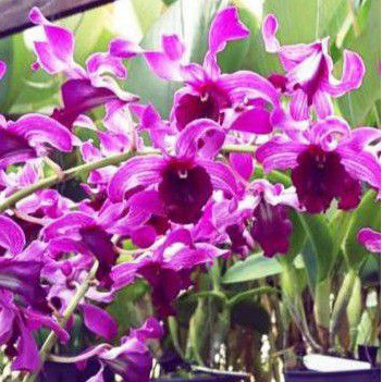 ANGGREK KRITING DENDROBIUM INDONESIA RAYA RED REMAJA