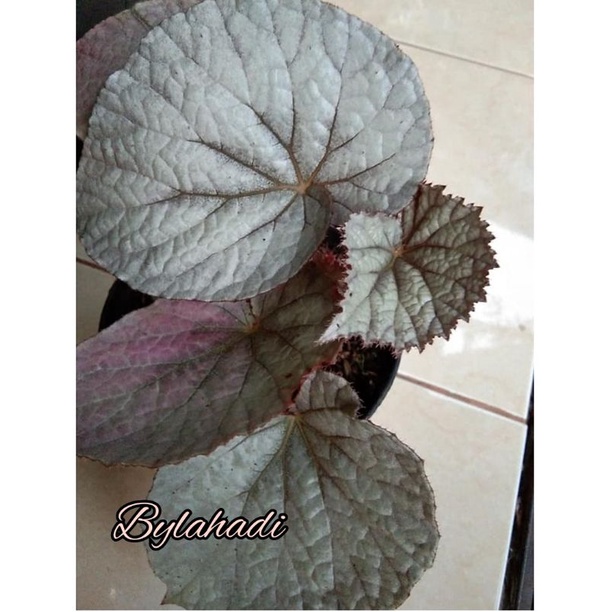 Tanaman Hias Begonia Rex Silver