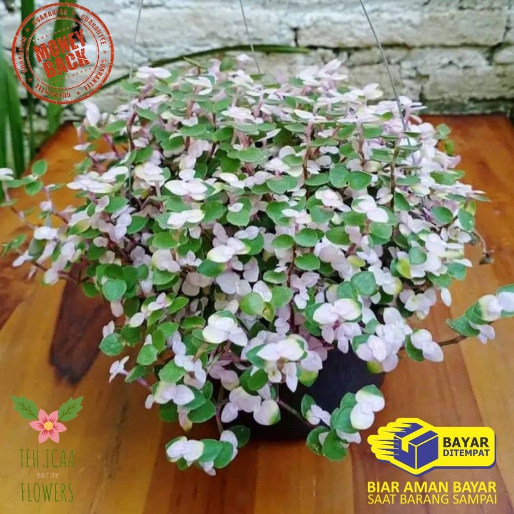 Promo Tanaman Gantung Kribo Variegata Tanaman Kribo Putih Tanaman Gantung Bunga Hidup Kribo Putih