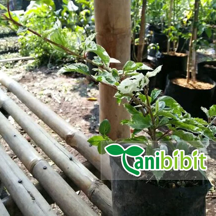 Tanaman Bunga Sepatu Putih Variegata - Bibit Pohon Kembang Hias Daun