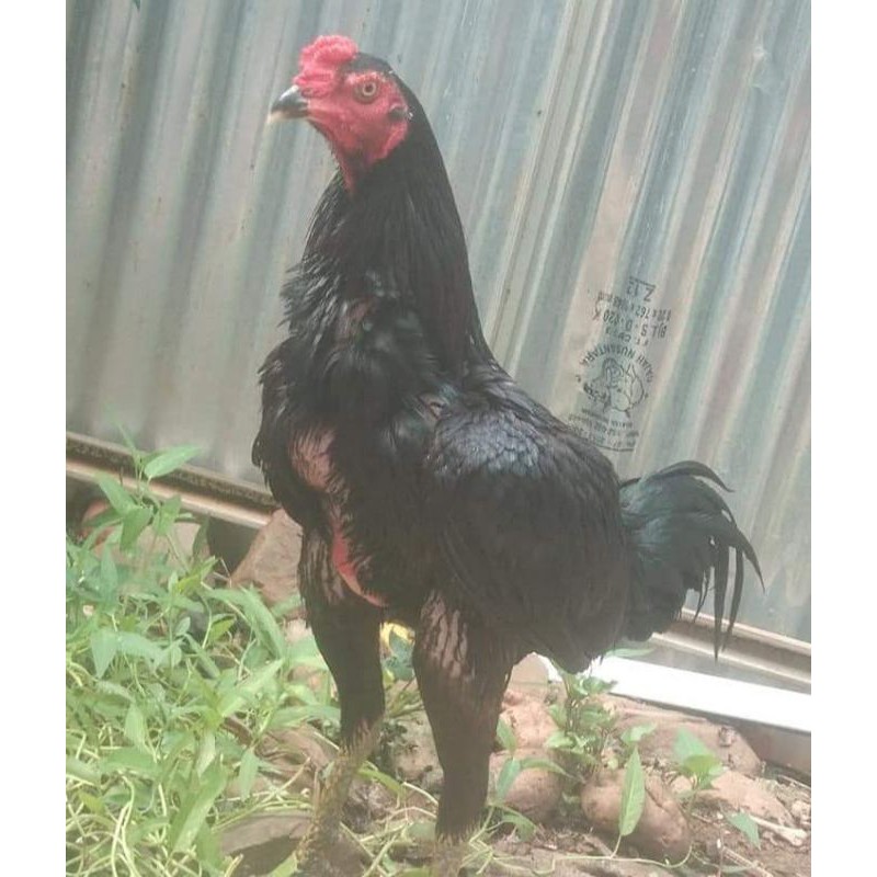 Gambar Ayam Ninja : Ayam Bangkok F1 Shopee Indonesia ...