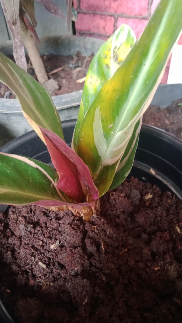 Paket Murah 5 Jenis Calathea Tanaman Hias Terlaris