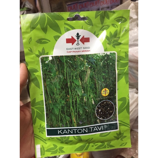 bibit kacang panjang(Cap panah merah)