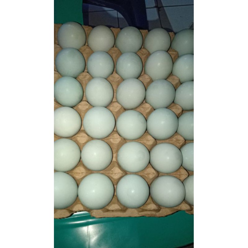 

TELOR ASIN MANTAP