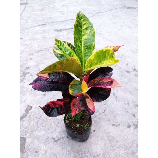 bibit tanaman hias bunga puring pancawarna