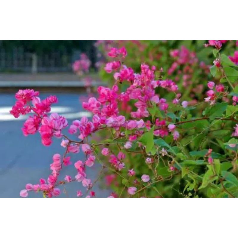 benih bunga air mata pengantin