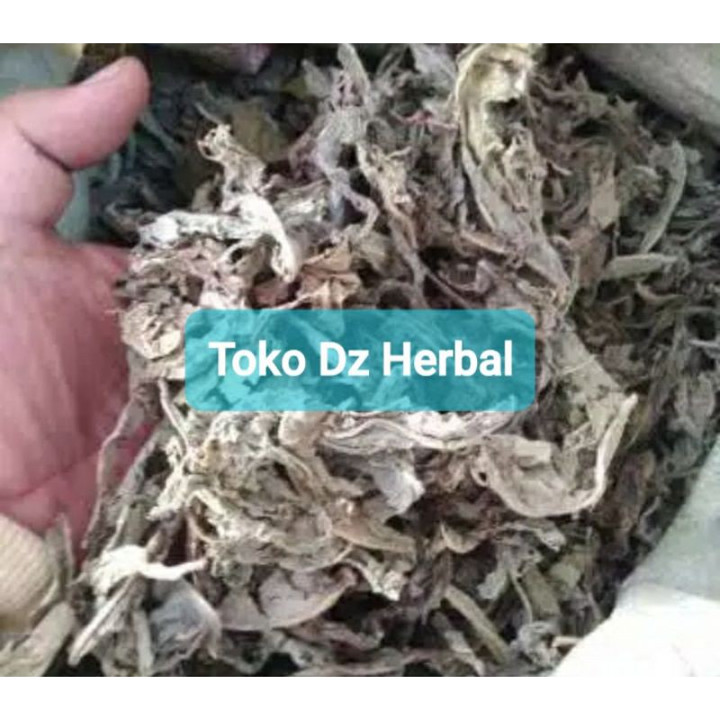 

Daun tempuyung kering 100 gram alami-az