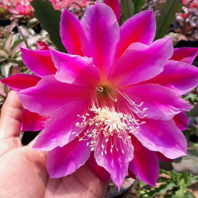 Tanaman Hias Wijaya Kusuma California