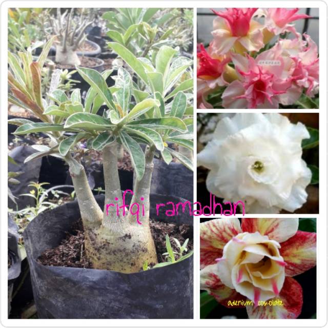 Bibit bunga kamboja 1pohon 3 macam warna