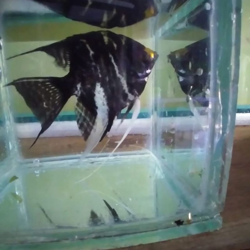 ikan hias manfish jumbo untuk aquascape size xl