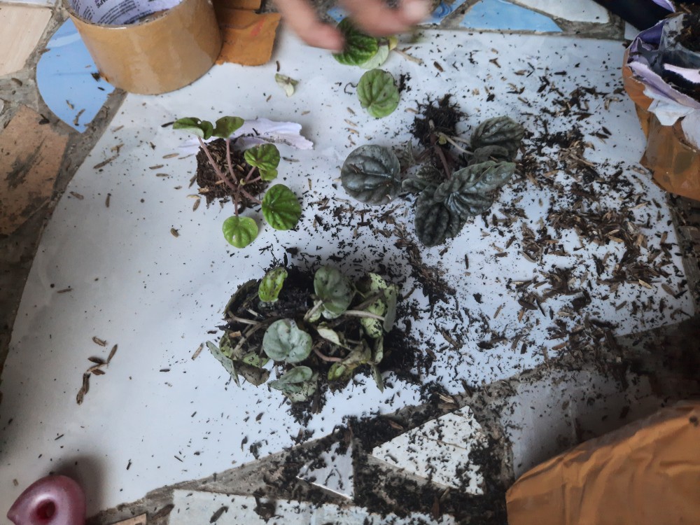 Peperomia Kerut Merah- Peperomia Caperata Red Riple