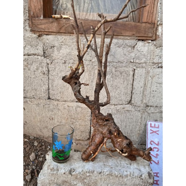 murbei batang tua prospek /bahan bonsai /murbei