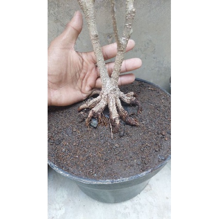 Bonsai kimeng Ficus Microcarpa Program Akar Pecah 8+ untuk Bahan Mame
