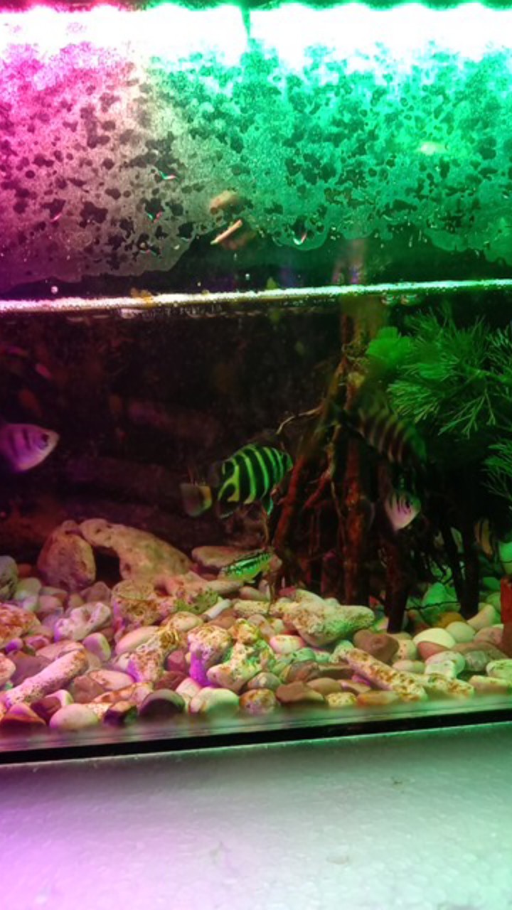 Stiker Kulkas 1 Pintu & 2 Pintu Sticker Motif Vespa Warna Kuning