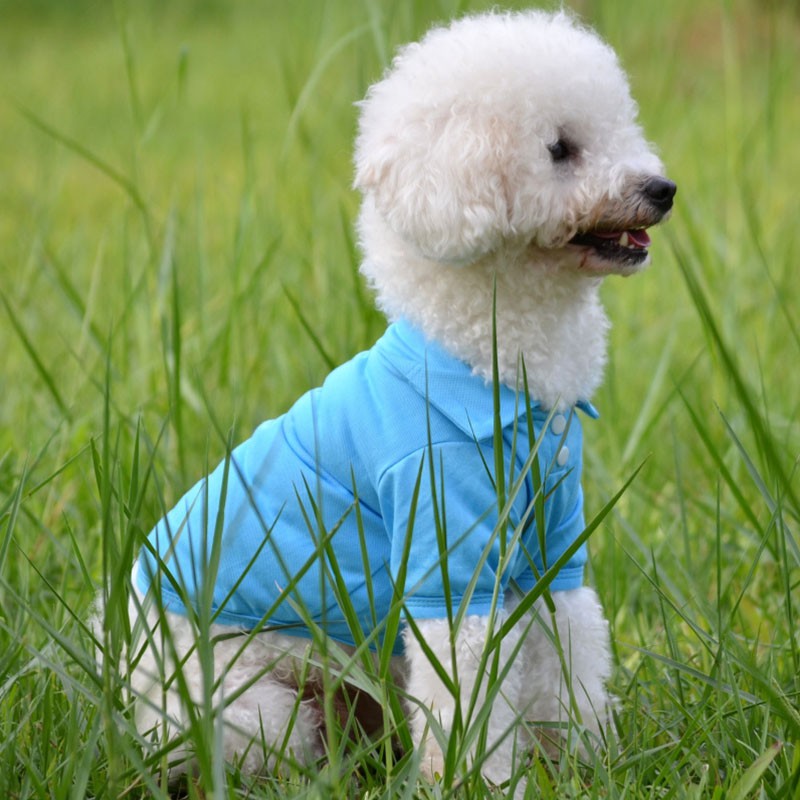 Pakaian Anjing Kecil Untuk Musim Panas