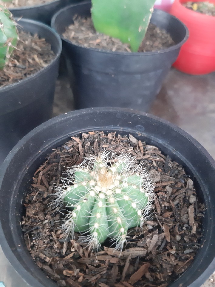 Kaktus Belimbing Parodia Owroot