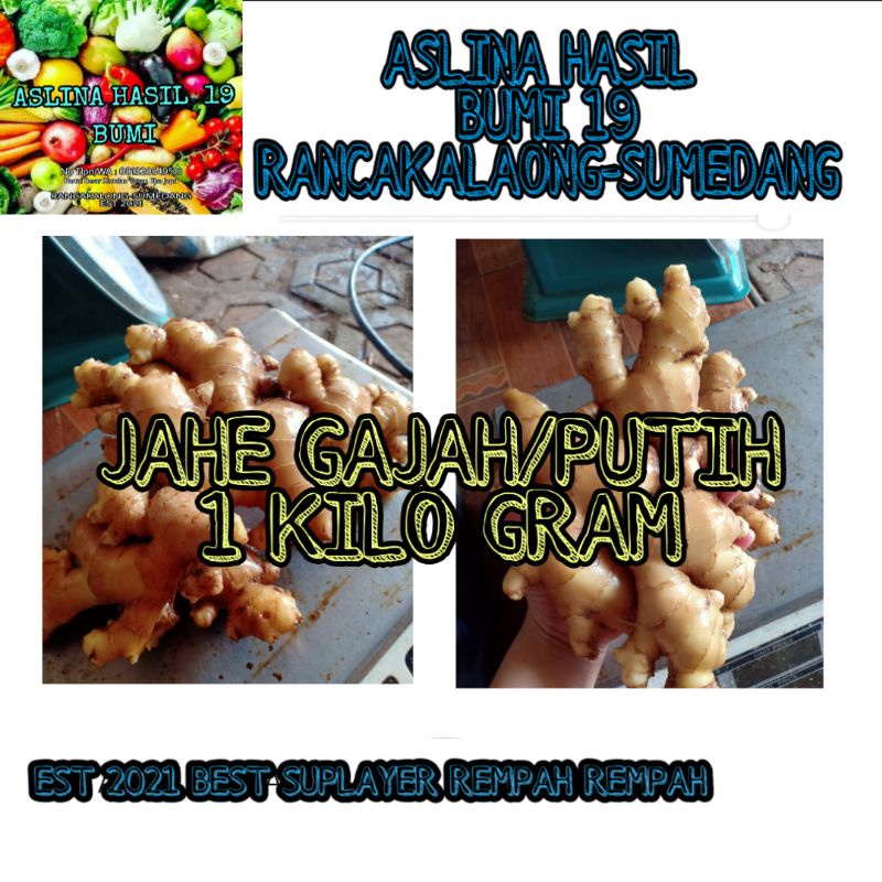 JAHE GAJAH/ JAHE PUTIH 1KG