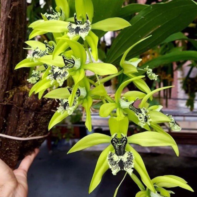 Anggrek Hitam Kalimantan - Coelogyne Pandurata