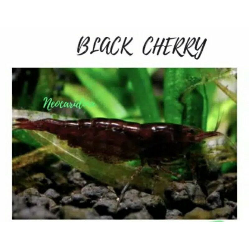 UDANG HIAS AQUASCAPE BLACK CHERRY